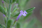 Drummond's false pennyroyal